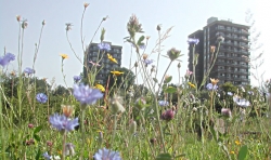 Wildflowers and tower blocks from Sand Street