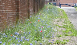 St Marys Road wildflowers, Broadhurst Clough