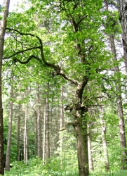 Woodland trees