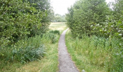 Shackcliffe Green walk